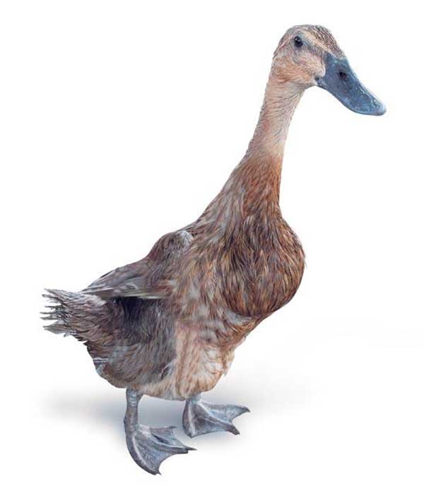 Bebek Mojosari